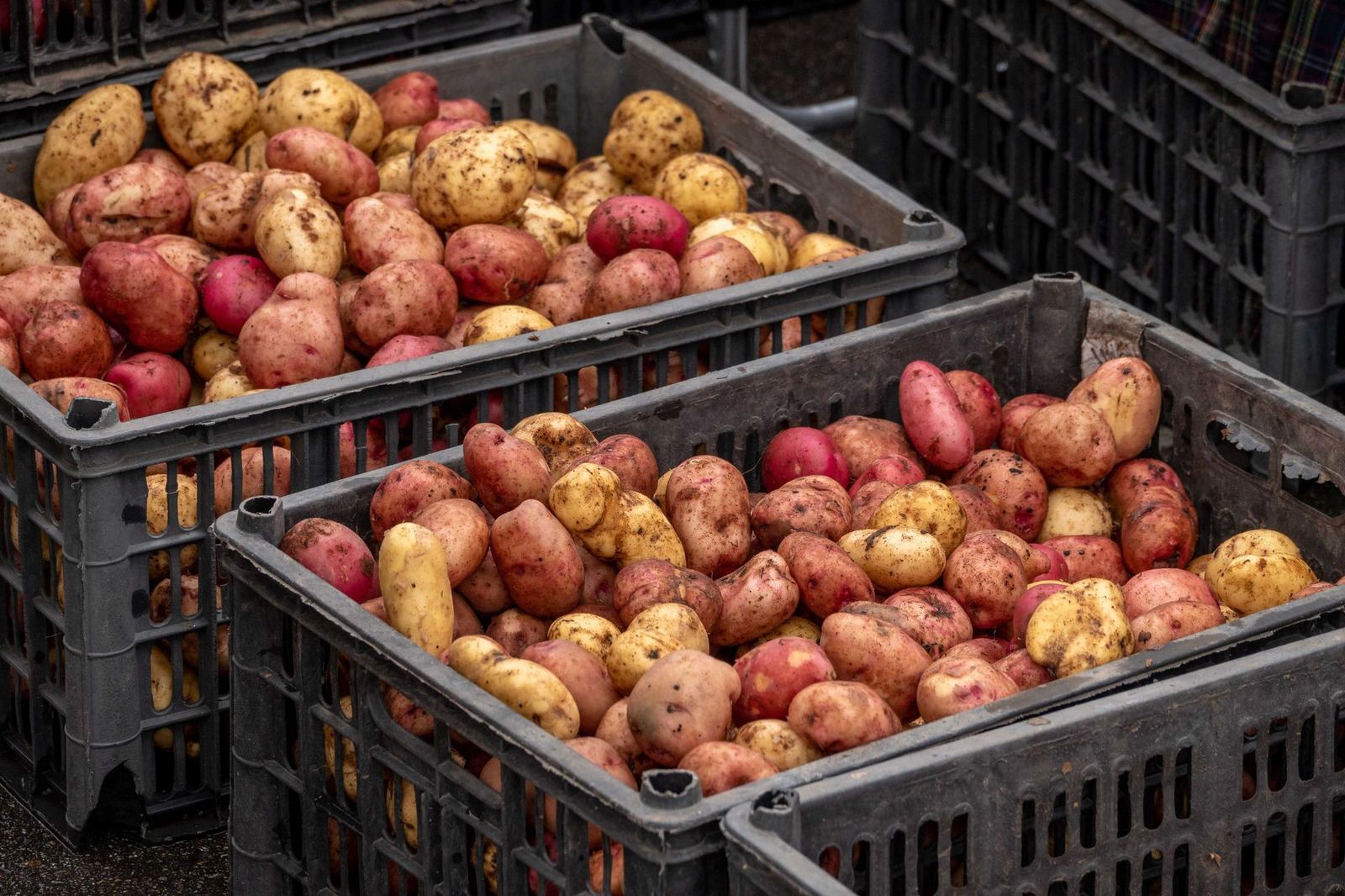 Seasonality is a supply chain, not a slogan: a year with our producers