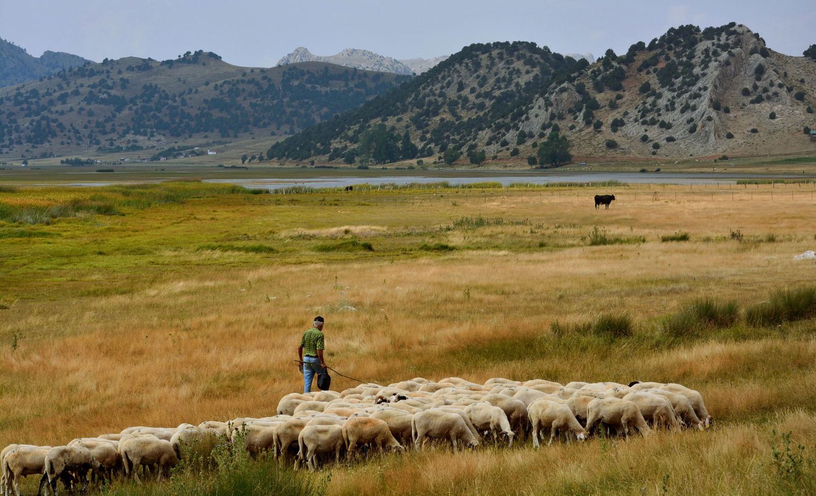 Mudurnu Yayla Sürüsü